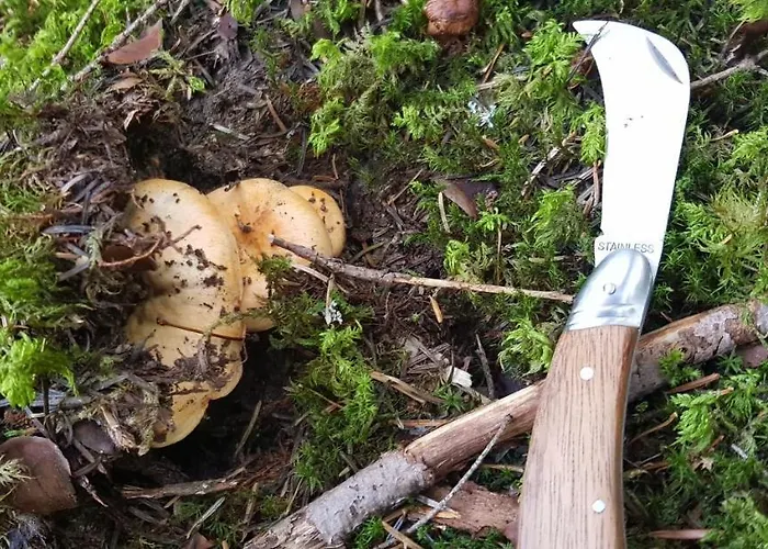 Les Blanches Provencales Bed & Breakfast 3*