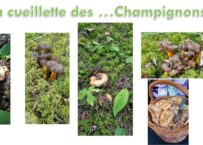 Les Blanches Provencales 3* Selonnet