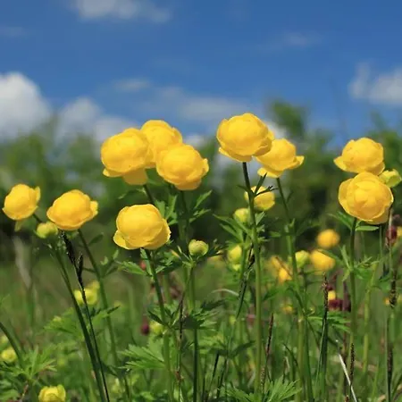 Les Blanches Provençales 3* Selonnet