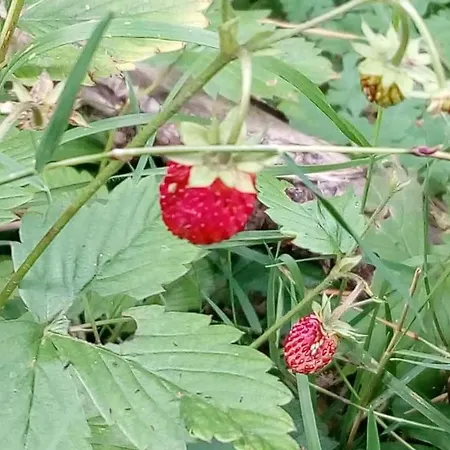 Les Blanches Provencales Bed & Breakfast 3*