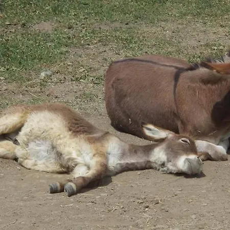 Les Blanches Provencales Selonnet