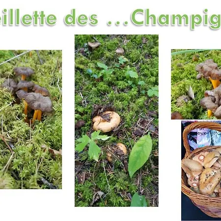 Les Blanches Provençales 3* Selonnet