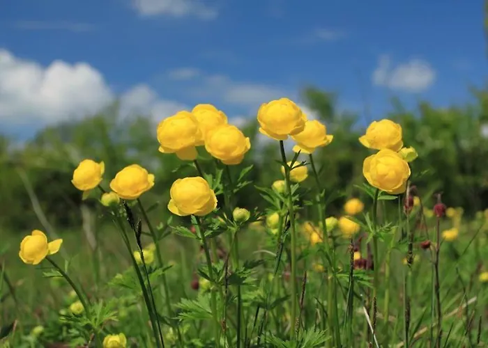 Les Blanches Provençales 3* Selonnet