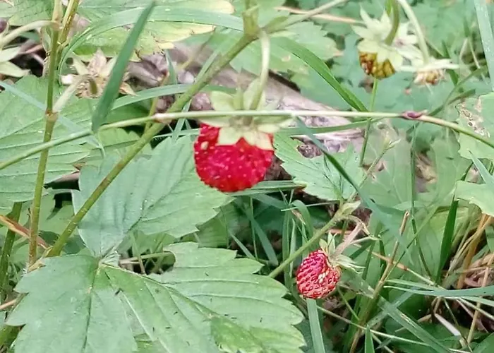 Les Blanches Provencales Bed and breakfast 3*