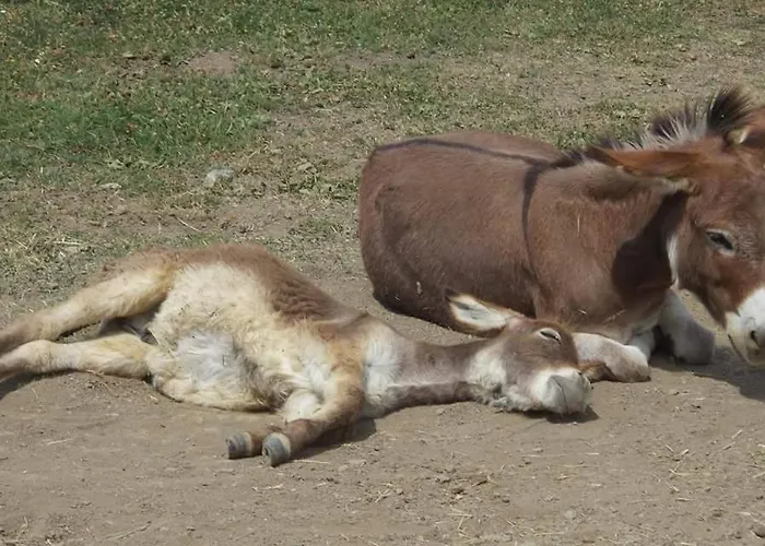 Les Blanches Provençales Selonnet