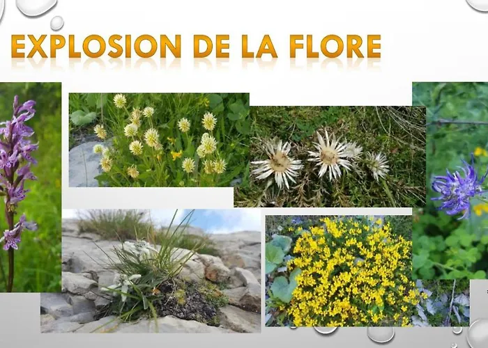 Les Blanches Provencales Bed and breakfast